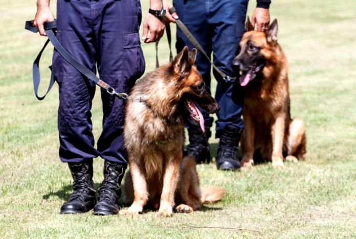 Two German Shepherd K9 units with their handlers on a grass field